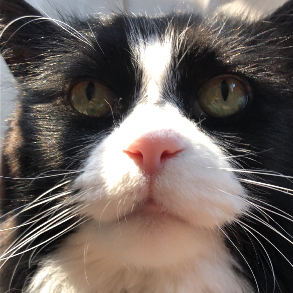 Meet your Posher, Amber